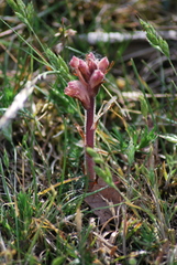 Orobanche caryophyllacea