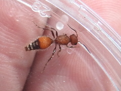 Dasymutilla creon