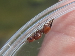 Dasymutilla creon