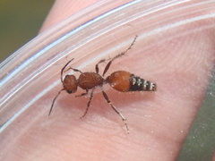Dasymutilla creon
