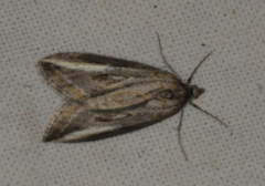 Chesias legatella