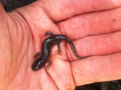 Ambystoma annulatum