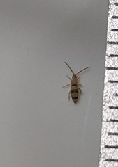 Entomobrya triangularis
