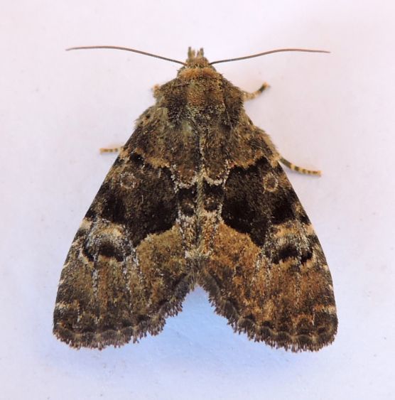Euamiana dissimilis