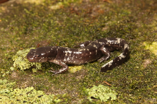 Ringed Salamander