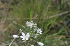 Oxyopes heterophthalmus