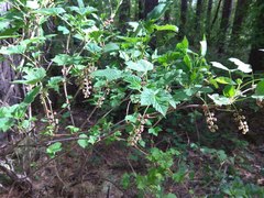 Ribes atropurpureum