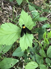 Chrysopilus davisi