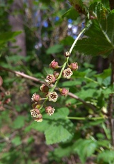 Ribes atropurpureum