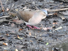 Leptotila plumbeiceps