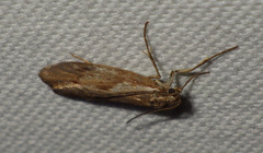 Diurnea lipsiella