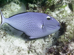Sargassum Triggerfish photo 3