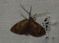 Diurnea lipsiella
