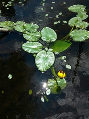 Nuphar variegata
