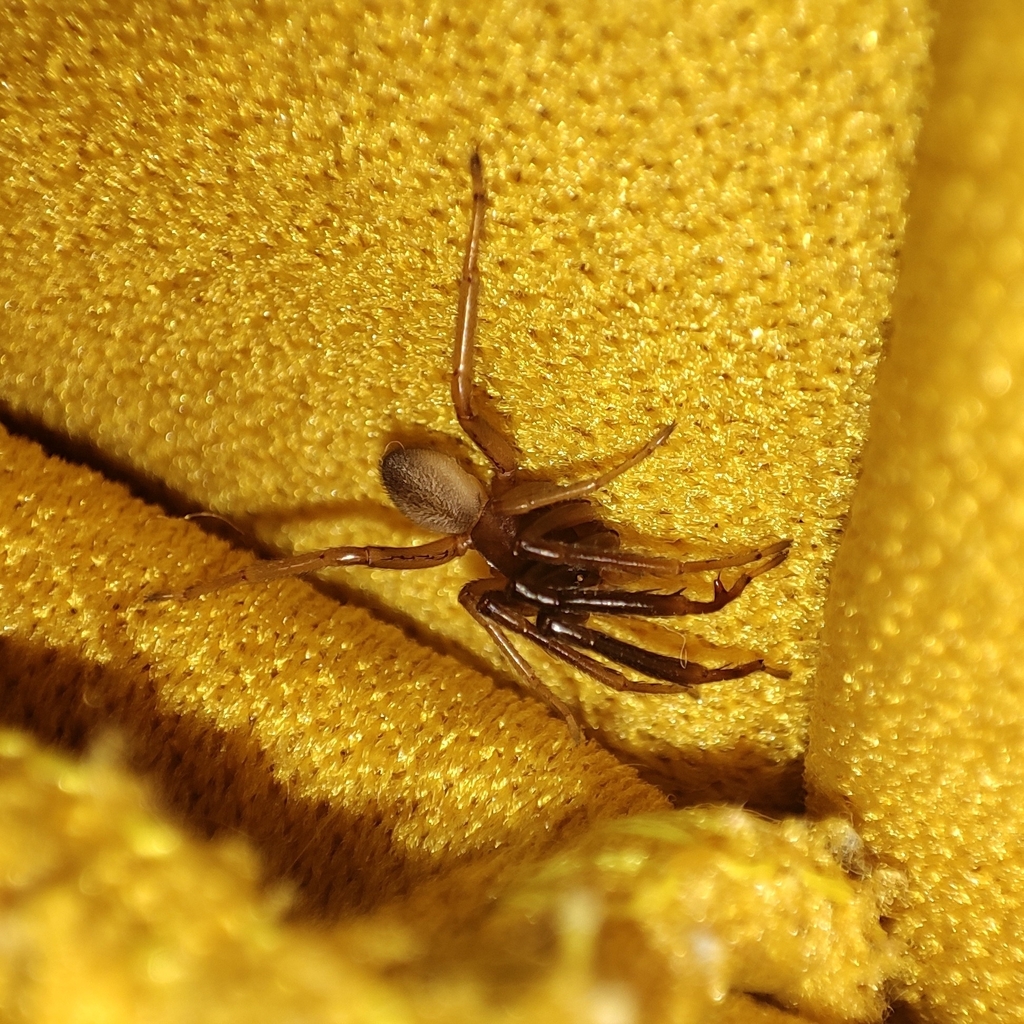 Ariadna obscura