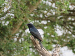 Dicrurus adsimilis fugax