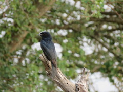 Dicrurus adsimilis fugax