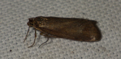 Diurnea lipsiella
