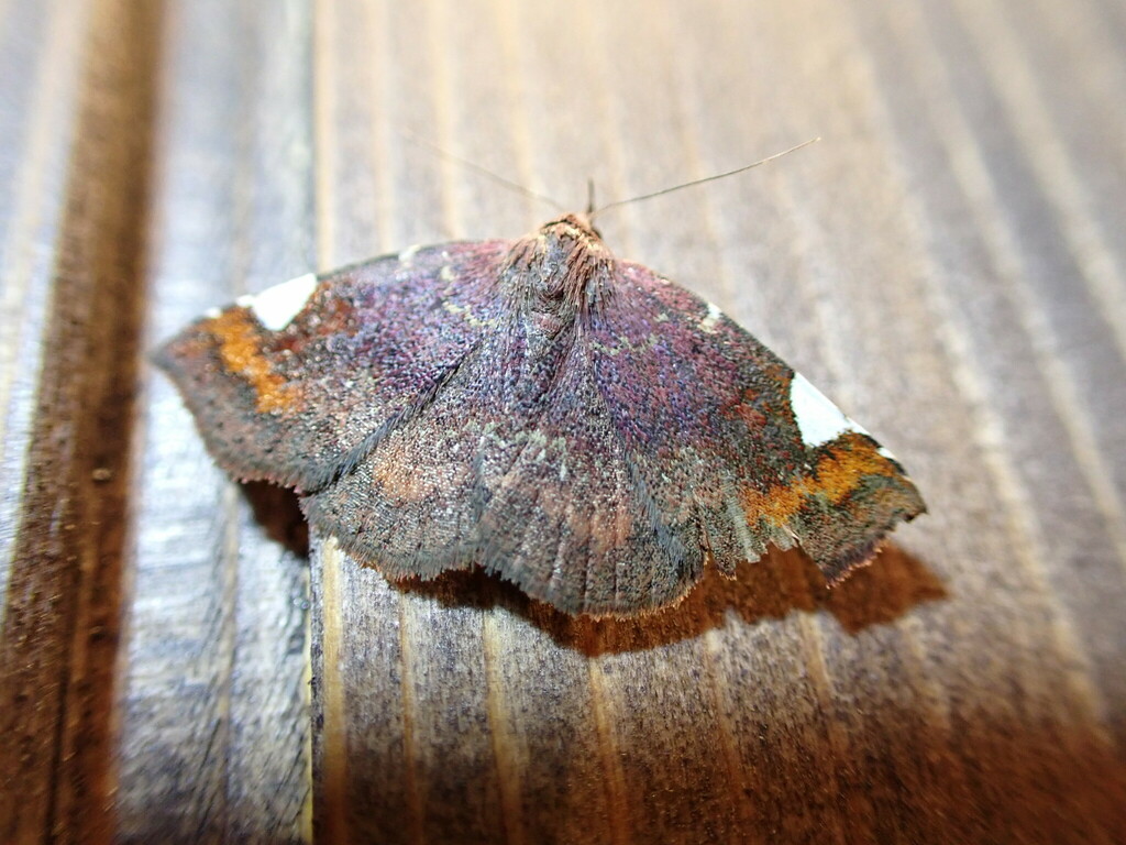 Pangrapta costinotata
