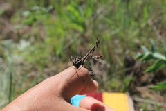 Empusa