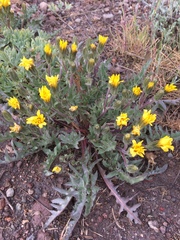 Crepis occidentalis