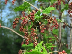 Ribes atropurpureum
