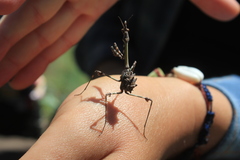 Empusa