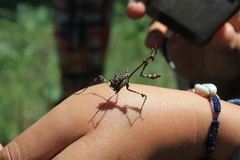 Empusa