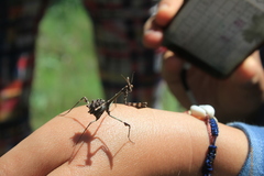 Empusa