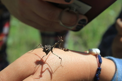 Empusa