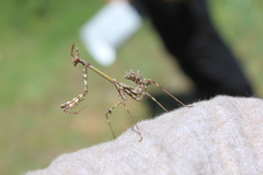 Empusa