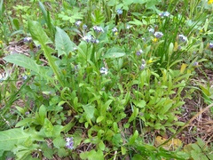 Myosotis krylovii