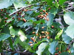 Metopium brownei