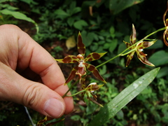 Oncidium cristatum