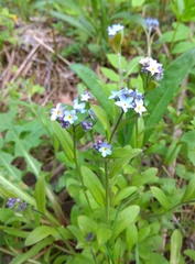 Myosotis krylovii