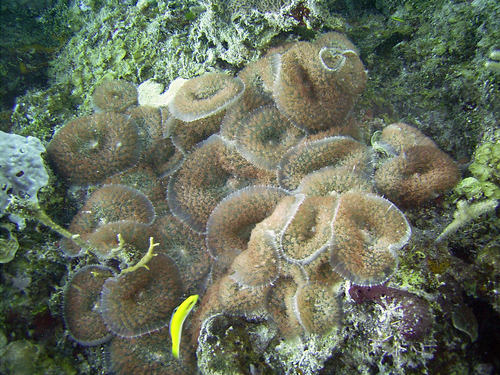 Rhodactis osculifera
