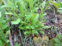 Myosotis krylovii