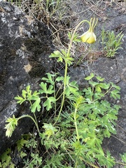 Aquilegia viridiflora, photograph author not stated, no rights reserved