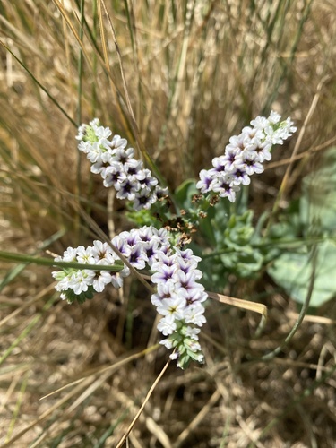 Heliotropium curassavicum