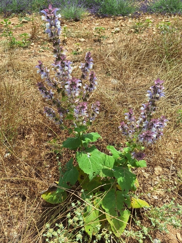 Image of Salvia sclarea by (c) cigazze, some rights reserved (CC BY)