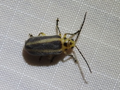 Derospidea brevicollis