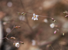 Hesperolinon spergulinum