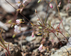 Hesperolinon spergulinum