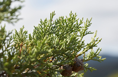 Cupressus sargentii