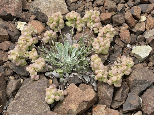 Image of Physaria alpestris by no rights reserved
