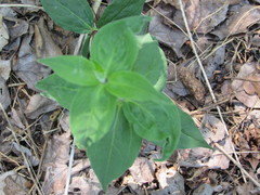 Silene stellata