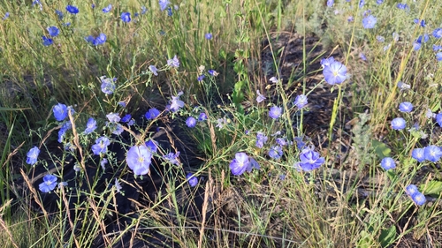 Image of Linum perenne by (c) Svyatoslav Knyazev, some rights reserved (CC BY)