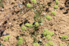 Valerianella coronata