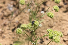 Valerianella coronata