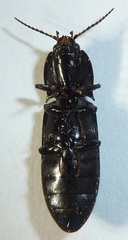 Selatosomus nigricans